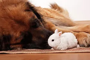 Pictures: Large Leonberger dog and a young dwarf rabbit