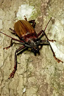 Tioman: A large Long-horn Beetle (unidentified) on a tree-trunk