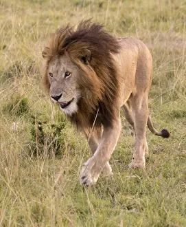 Maned: Large full maned male lion, walking through grassland