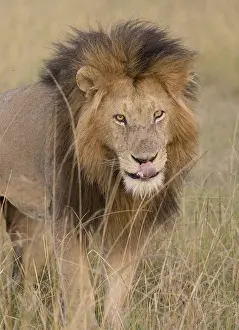 Maned: Large full maned male lion, walking through grassland