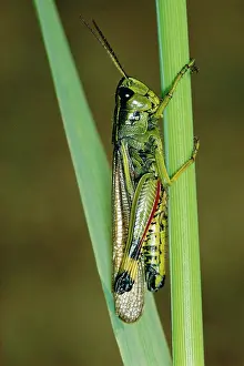 Grossum: LARGE MARSH GRASSHOPPER