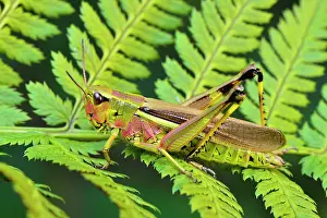 Grasshoppers: Large Marsh Grasshopper