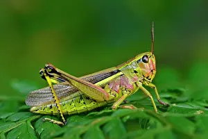 Grasshoppers: Large Marsh Grasshopper