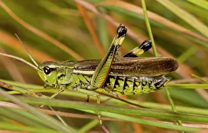 Grasshopper: Large Marsh Grasshopper - male in bog