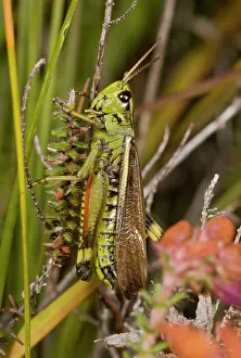 Grasshopper: Large Marsh Grasshopper - male in bog