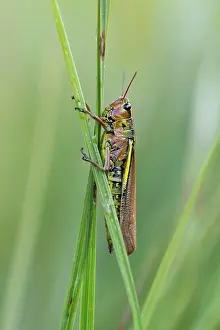 Blade: Large marsh grasshopper (Stethophyma grossum), s