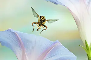 Convolvulaceae: Large marsh hover fly (Helophilus trivittatus)