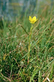 Saxifrage: Large Marsh Saxifrage