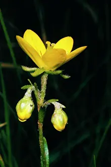 Saxifrage: Large Marsh Saxifrage