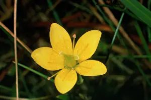 Saxifrage: Large Marsh Saxifrage