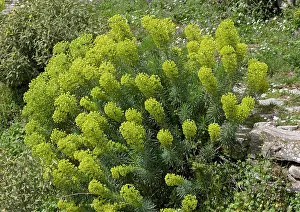 Spurges: Large mediterranean spurge