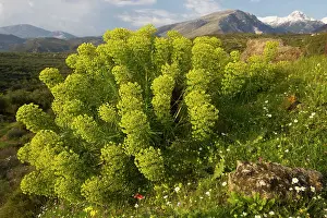 Characias: Large mediterranean spurge - on the Mani peninsula
