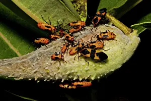 Bugs: Large Milkweed Bug