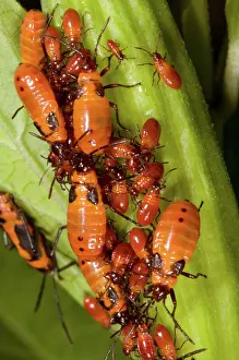 Fasciatus: Large Milkweed Bugs