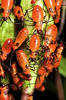 Fasciatus: Large Milkweed Bugs