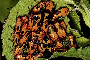 Bugs: Large Milkweed Bugs
