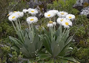 Celmisia: Large Mountain Daisy