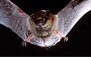 Bats: LARGE MOUSE EARED BAT - In flight