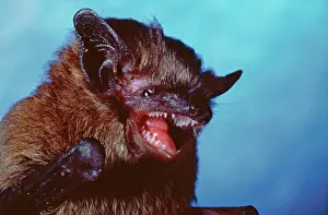 Myotis: Large Mouse Eared Bat - mouth open