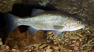 Basses: Large Mouth Bass - freshwaters USA