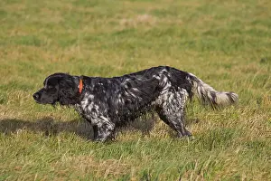 Pedigreed: Large Muensterlaender - adult dog - Germany