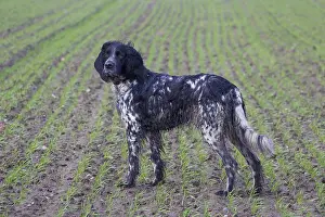 Pedigreed: Large Muensterlaender - adult dog - Germany