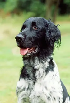Munsterlander: Large Munsterlander Dog