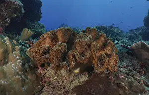 Indonesian: Large mushroom leather coral (Sarcophyton glaucum) on a tropical seabed