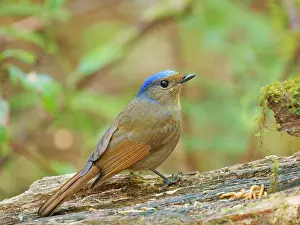 Vietnam: Large Nitalva Flycatcher female Niltava grandis