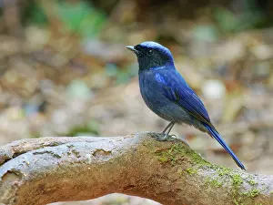 Vietnam: Large Nitalva Flycatcher Niltava grandis Da Lat