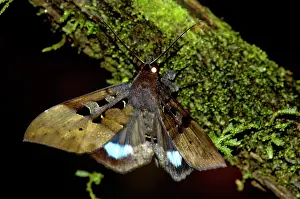 Primary: Large nocturnal moth is on a branch in the undergrowth