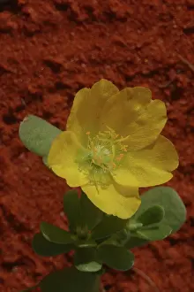 Aborigine: Large Pigweed - The tap root leaves and seeds were