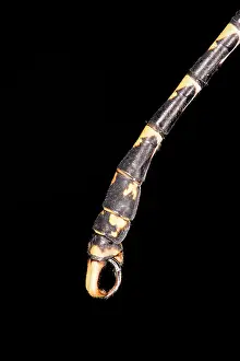 Appendage: Large Pincertail / Blue-eyed Hook-tailed Dragonfly