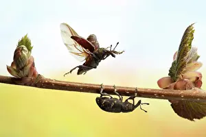 Weevil: Large pine weevil (Hylobius abietis) in flight on