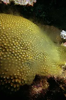 Times: Large Plate Coral - spawning, this is a male, and