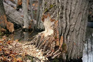 Destructive: Large Poplar Tree - showing signs of Beaver work