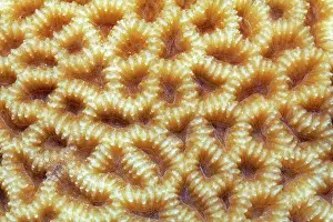 Akaba: Large-pored stony coral (Coeloseris mayeri) with