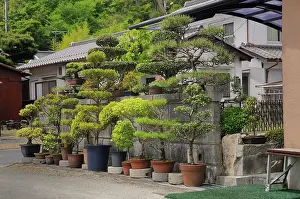 Bucket: Large privately owned Bonsai garden in Sasayama