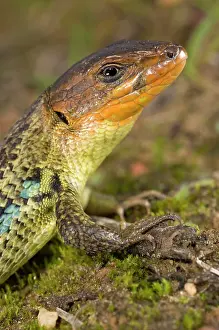 Algirus: Large Psammodromus - close-up - male