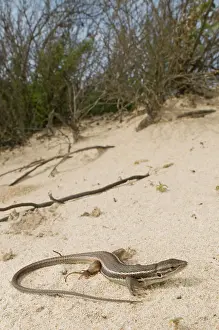 Algirus: Large Psammodromus - in habitat
