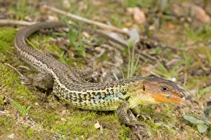 Algirus: Large Psammodromus - male