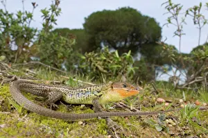 Algirus: Large Psammodromus - male - in habitat