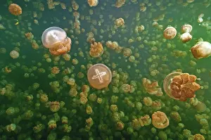 Jelly: Large quantity Number of umbrella jellyfish Lagoon (