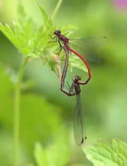 Nymphula: Large Red Damselflies male and female mating on
