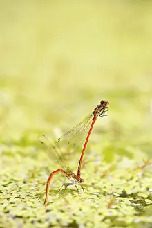Nymphula: Large Red Damselflies - mating on garden pond