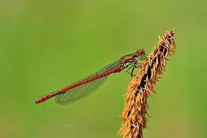 Nymphula: Large Red Damselfly