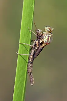 Exuviae: Large Red Damselfly
