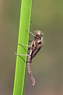 Exuviae: Large Red Damselfly