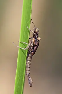 Exuviae: Large Red Damselfly