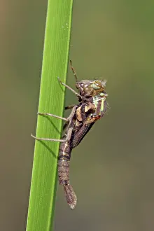 Exuviae: Large Red Damselfly